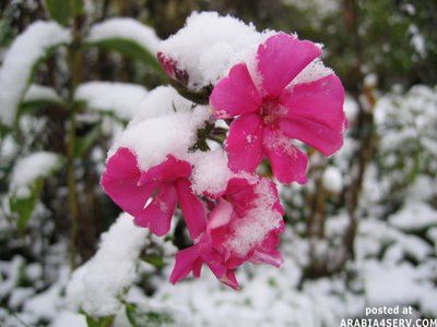 زهرة الثلج: زهرة الثلج .. عندما نقاوم برد الحياة