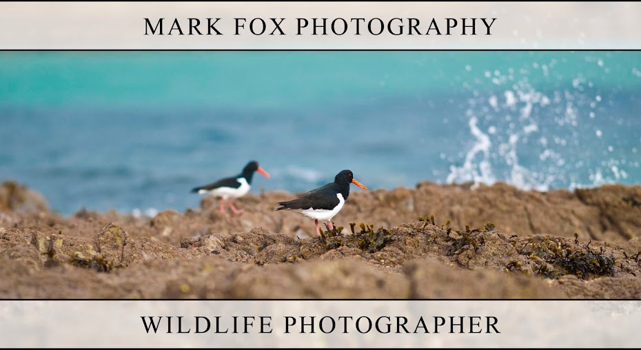 Mark Fox Photography