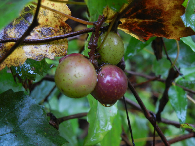Whippoorwill Road Muscadines, Frizz and Beauty Berries