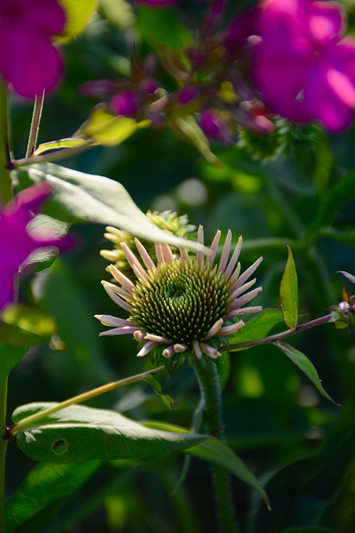 flowers; blooms | My Darling Days flowers; blooms | My Darling Days