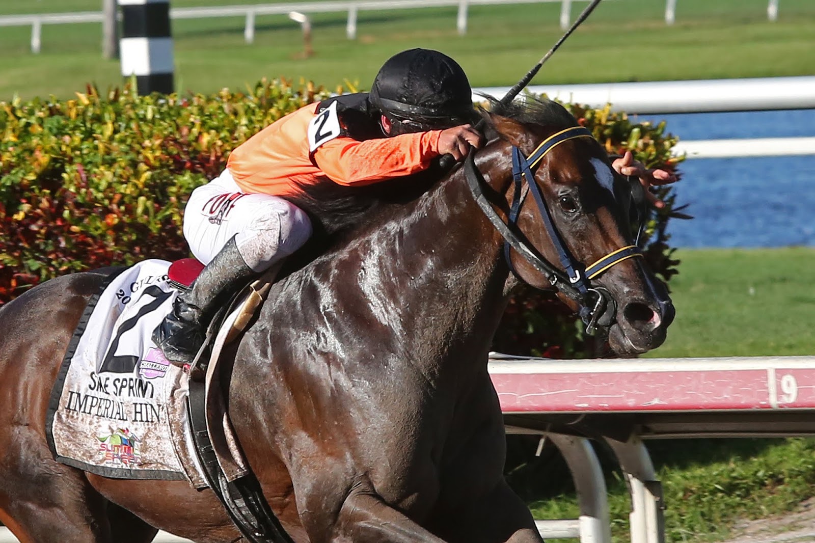 ThoroFan Blog Handicapper's Corner Vosburgh Stakes (G1)