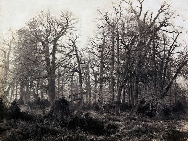 Forêt de Fontainebleau, Eugène Cuvelier photographe.