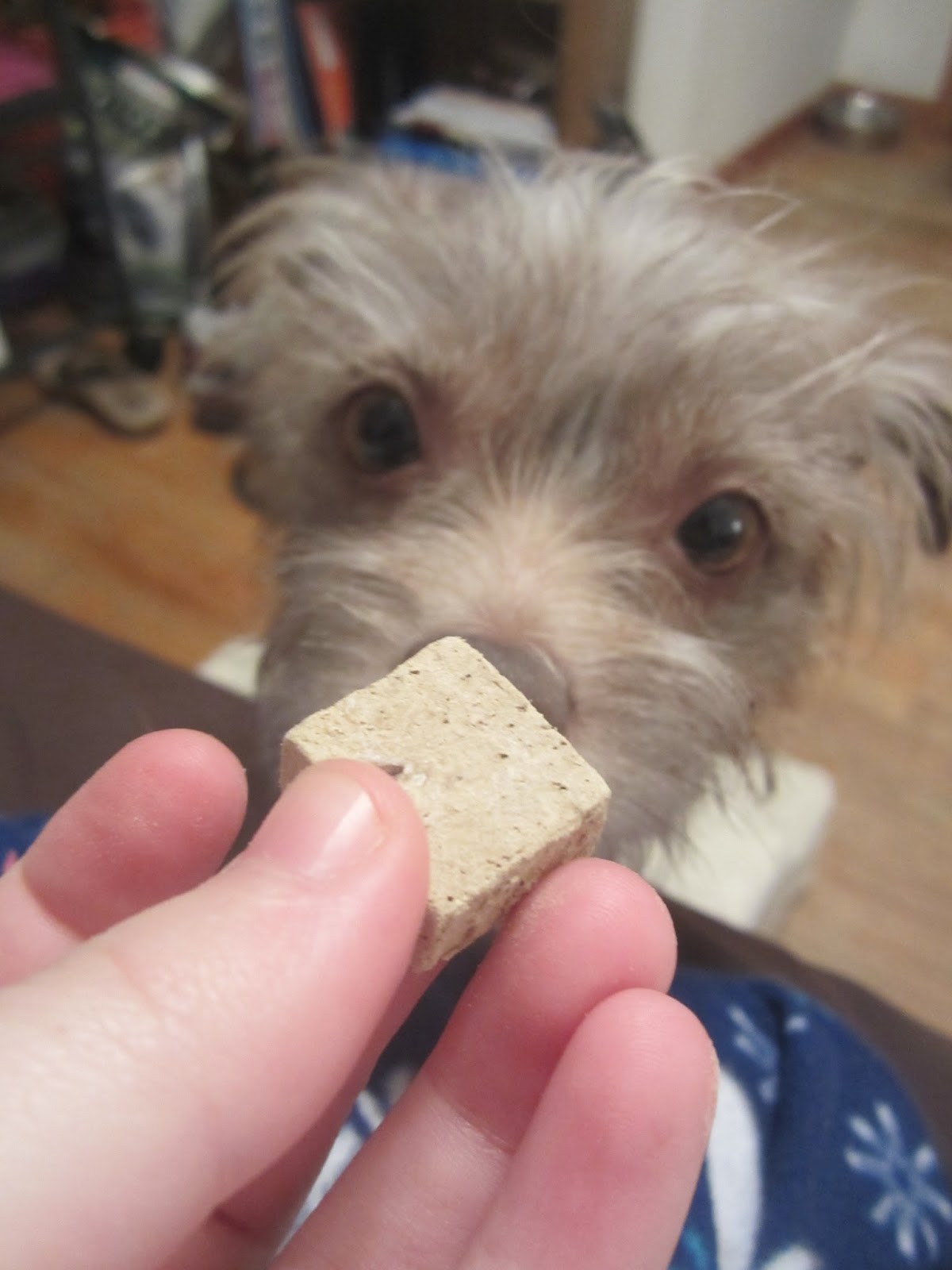 Bailey sniffing the dog treat