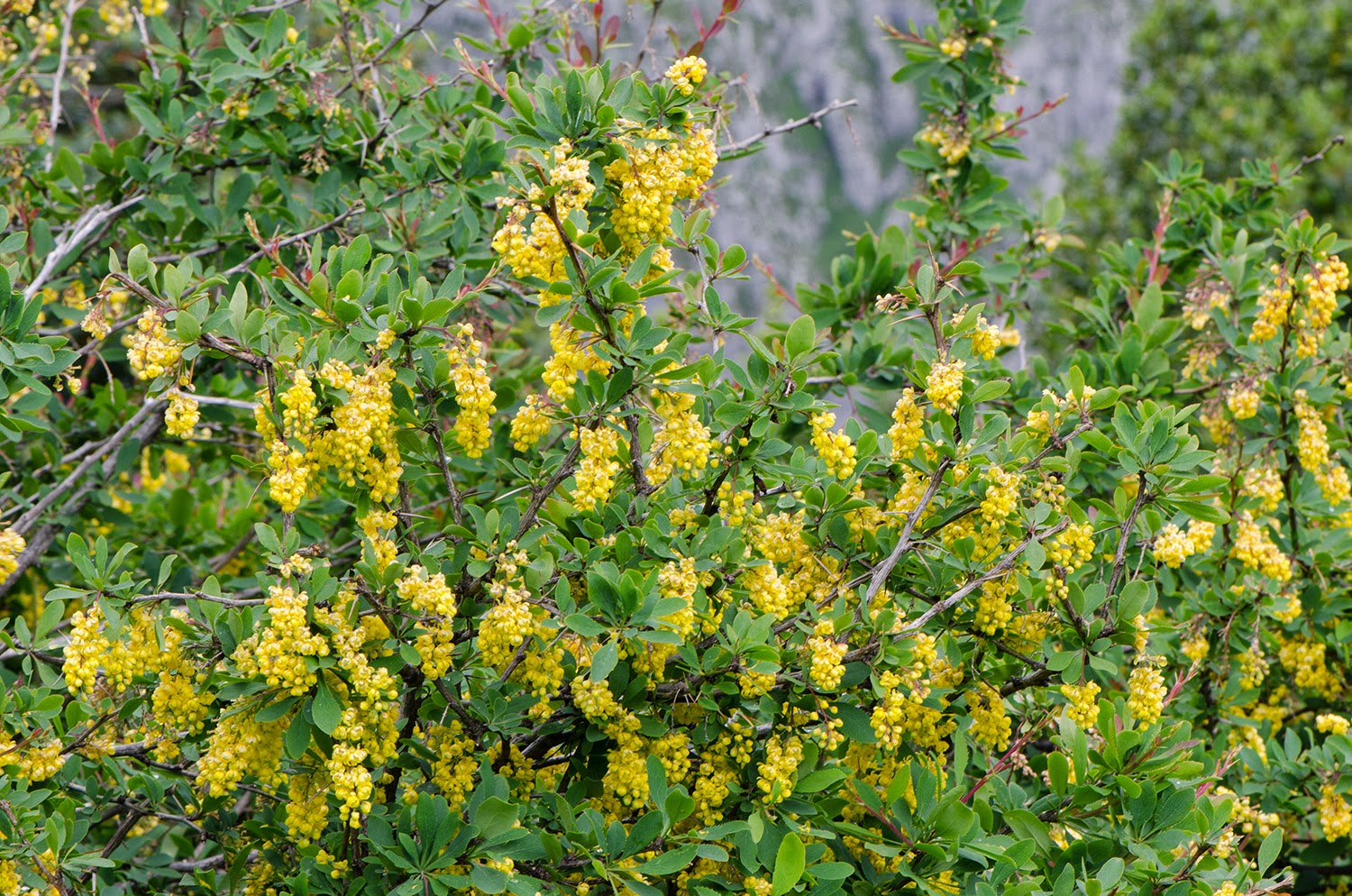 In Vitro Biological Assessment Of Berberis Vulgaris And Its Active