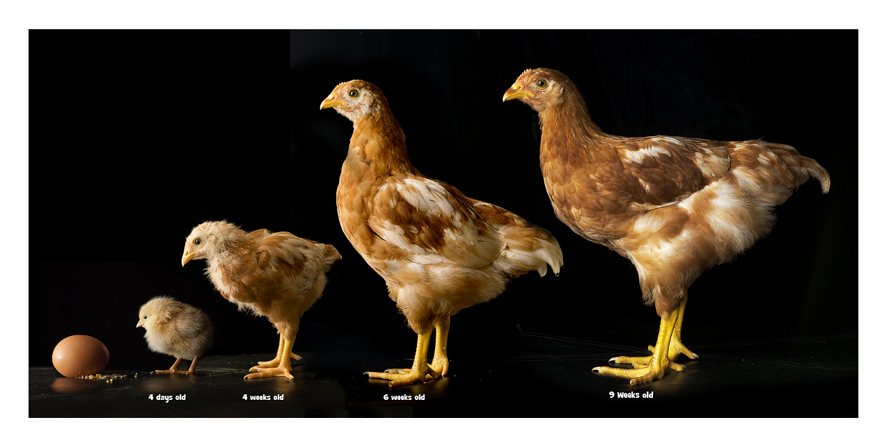 Simon Griffiths Photography: A Chicken Portfolio - Followup