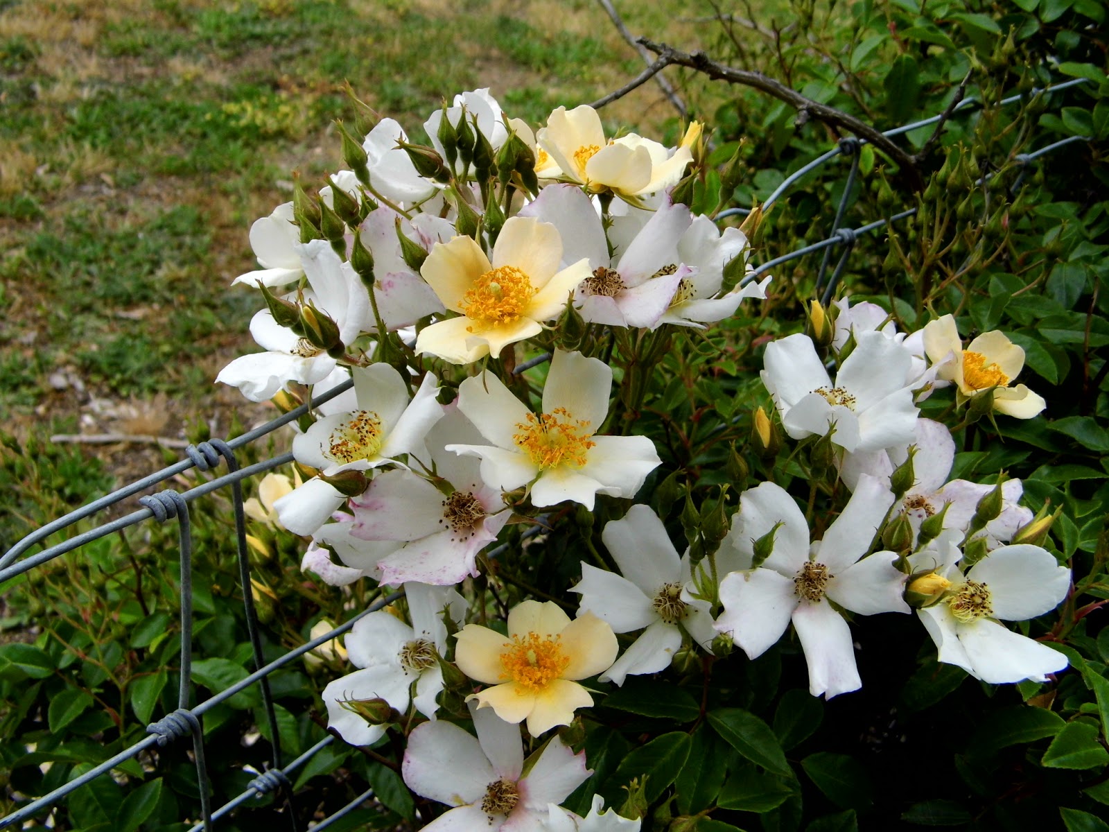 Rosa wedding day plant