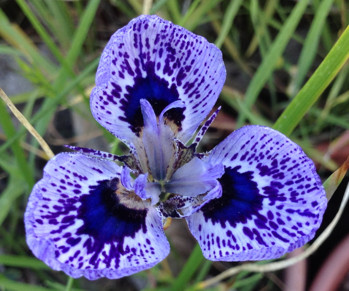 Growing Cool Plants Moraea 'Zoe'