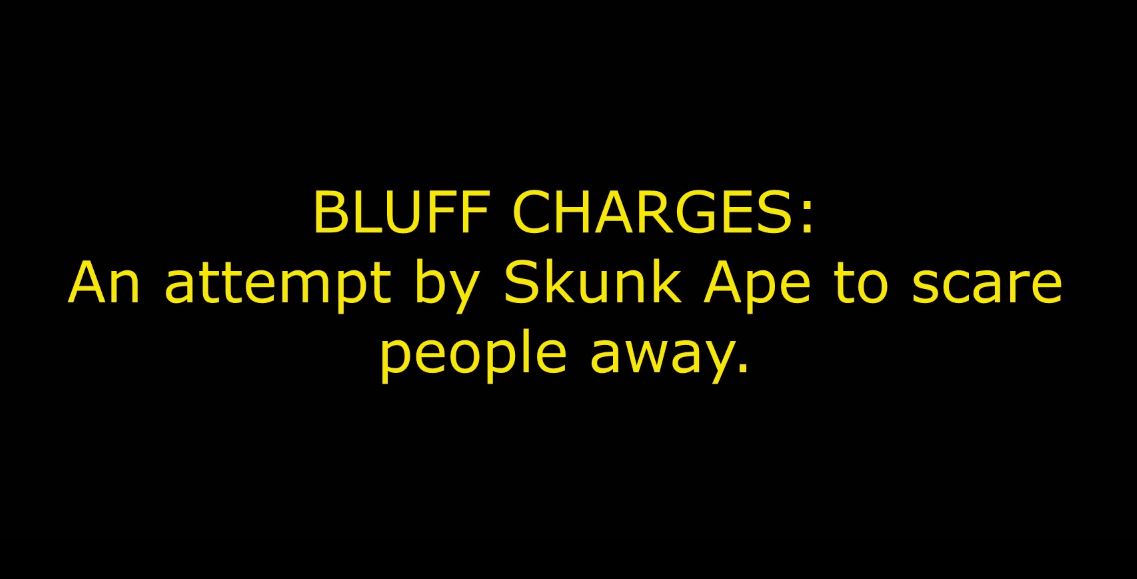 Bigfoot Evidence: Skunk Ape Bluff Charges Investigator In Florida