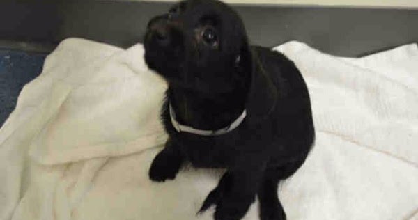 Nobody came for grace, frightened 14 weeks old pup living in kill shelter