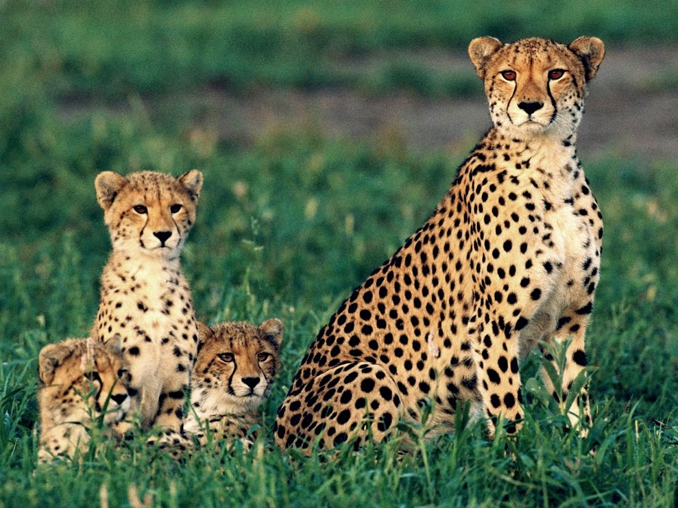 Gambar Cheetah