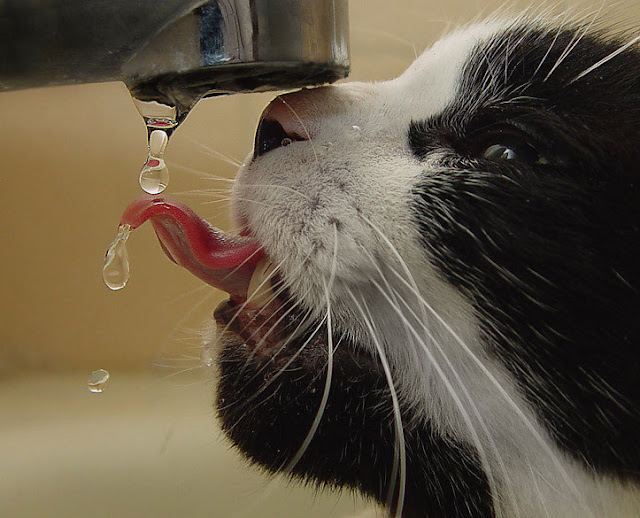 Thirsty Cat