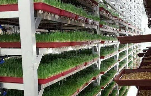 عمل غرف استنبات الشعير فى مصر