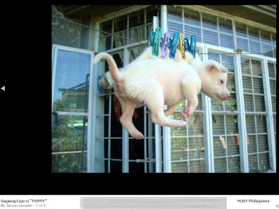 Jerzon Senador hangs puppy