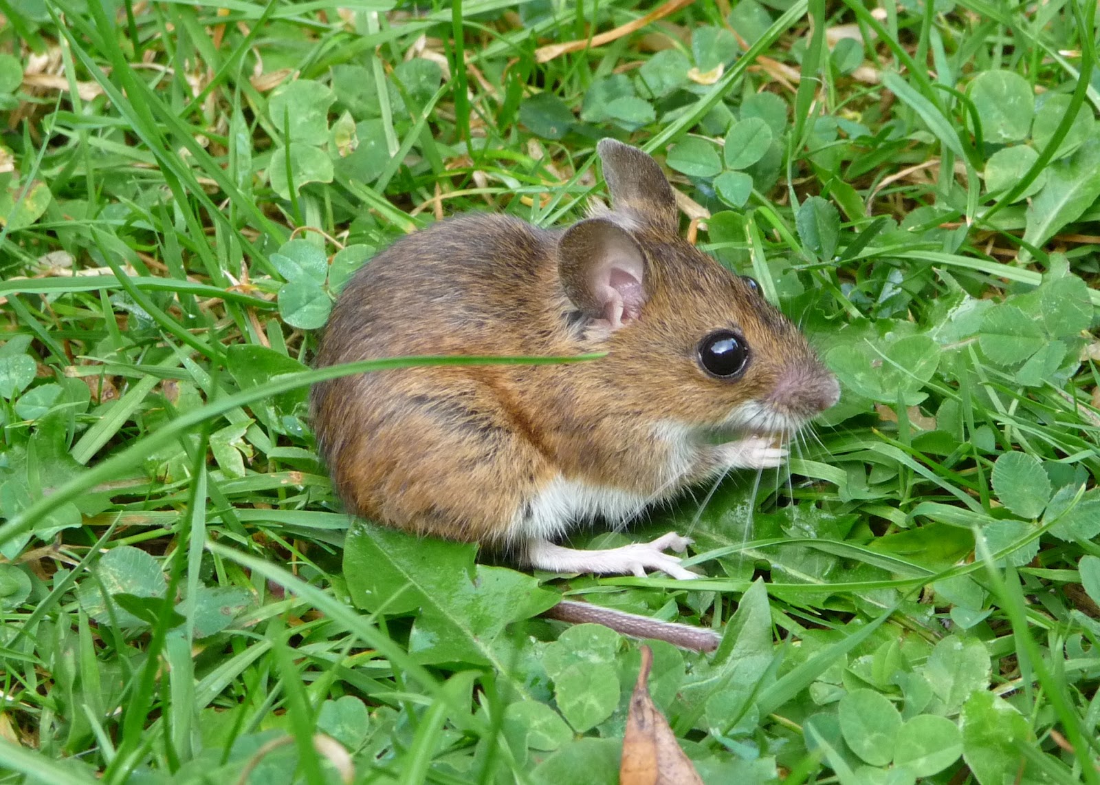 Bedfordshire's flora and fauna online Wood Mouse Kempston