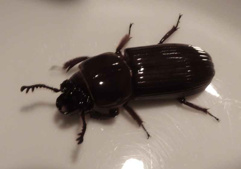Springfield Plateau Wood Beetle