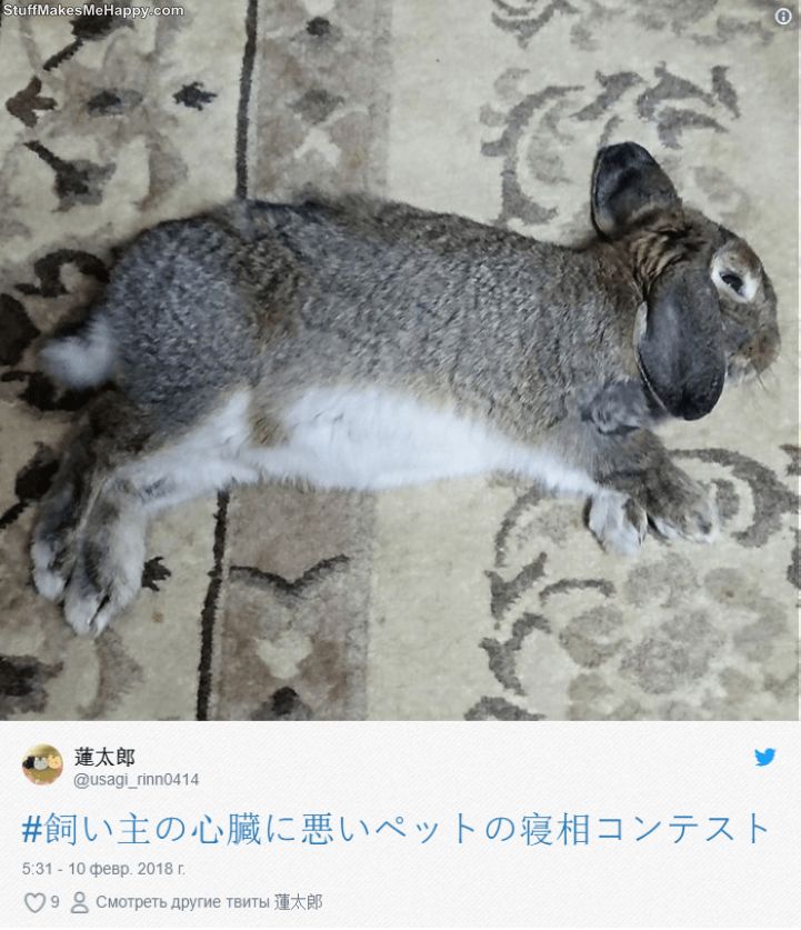 Sleeping Animals: These Pets Sleeping Habits Are Creeping Out Their Japanese Owners