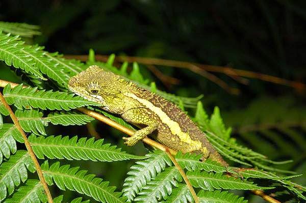 斯文豪氏攀蜥衝咬吃癟「球背象鼻蟲」體色斑紋非常多樣