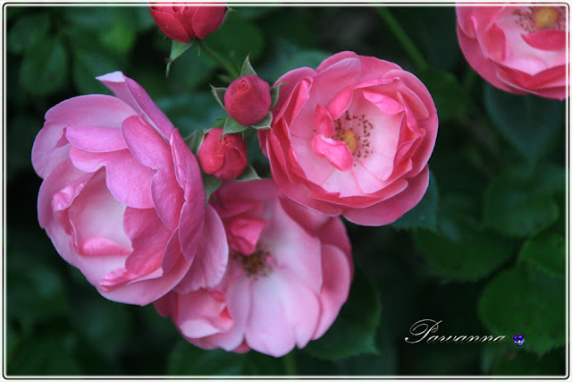 róże w ogrodzie, róże pachnące, Rapsody in Blue roses, róże angielskie, Mary Ann roses, roses, Symphatie roses, English roses