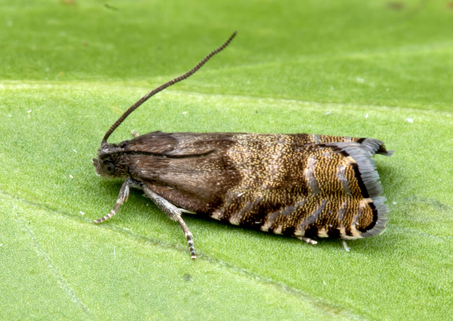 Moths of BoughtonunderBlean