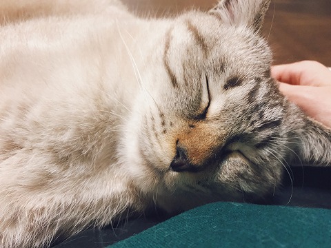 寝顔