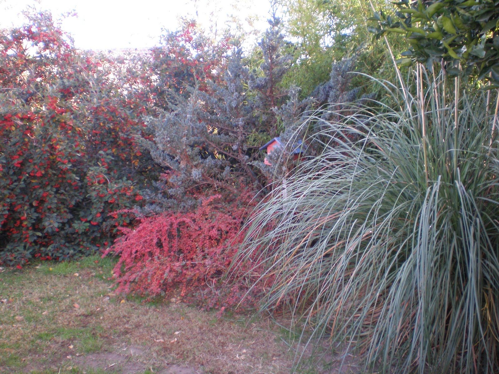 Consejos de jardineria, paisajismo y huerta