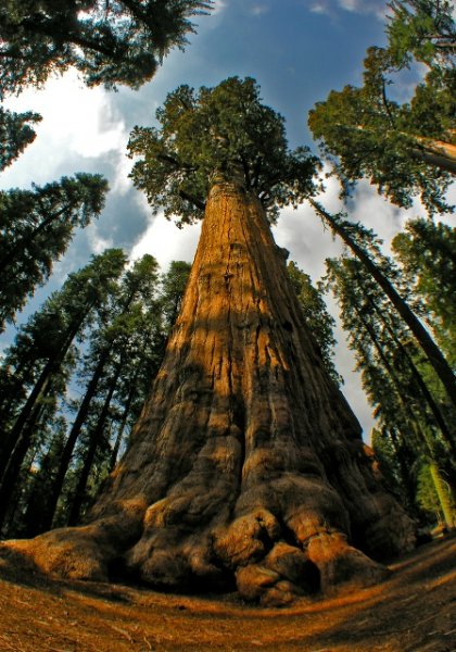 Pix Grove Ten Tallest Trees On The Earth pix-grove-ten-tallest-trees-on-the-earth