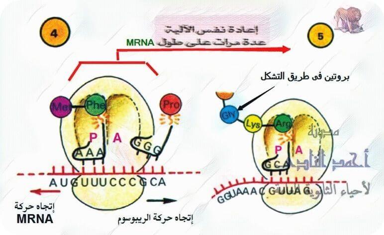تخليق البروتين – أحياء الثالث الثانوى -  معقد بناء البروتين – الريبوسومات – T.RNA  -  M.RNA  - مرحلة إستطالة عديد الببتيد