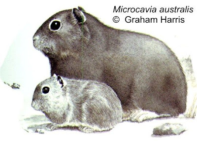 Cuis chico Microcavia australis