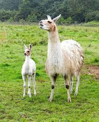 Llama and child