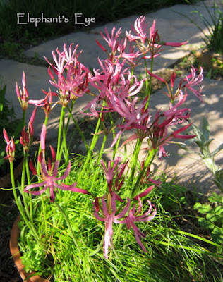 Potted pink Nerine