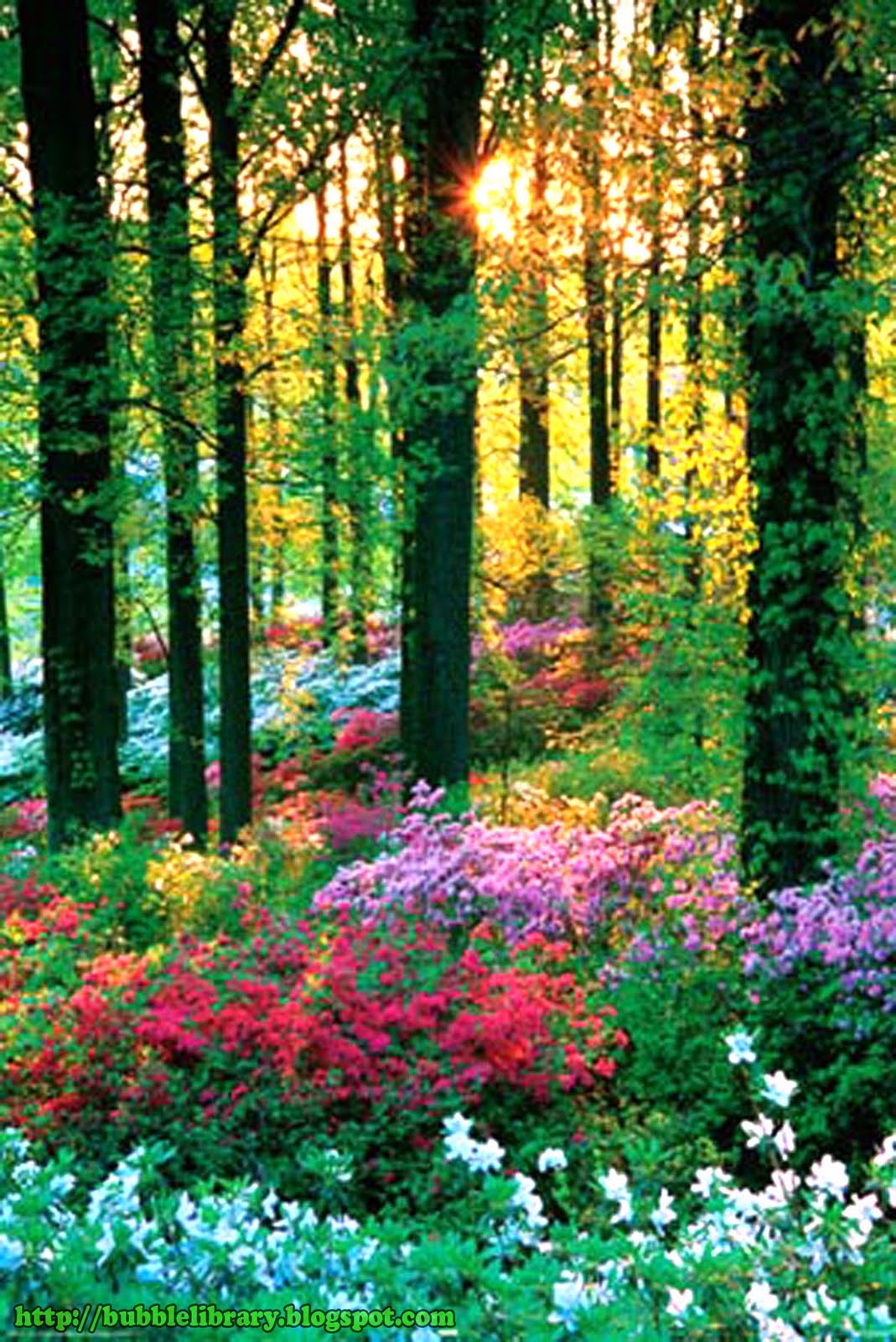 B u B b L e L i B R A R Y Why do plants flower at different times of