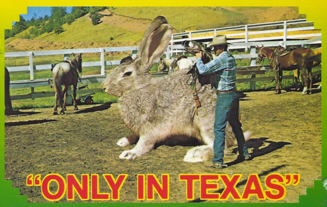 My Favorite Funny Postcards Exaggeration Sadling up a Big Jack Rabbit