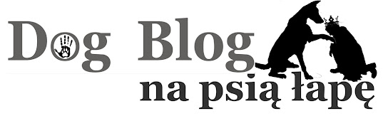 Dog Blog na psią łapę