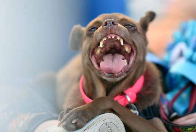  English bulldog scoops $1500 prize money after winning World