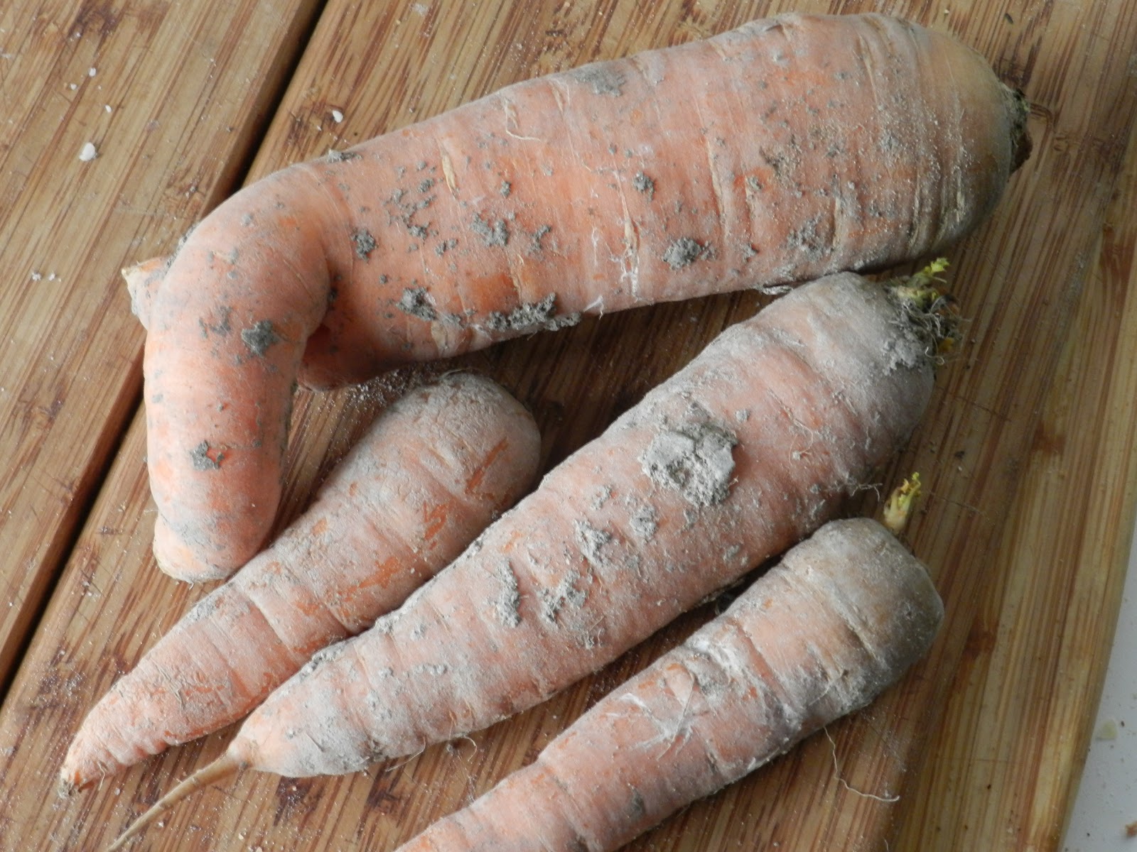 City On A Hill Dirty Carrots Theory and Practice