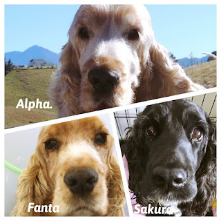 お犬様のお茶目なごはん 鶏肉とロマネスコのサラダ