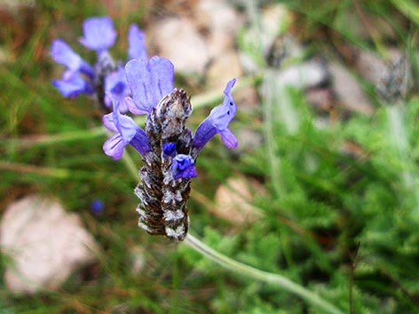 Alhucema (Lavandula multifida) flor silvestre azul