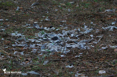 Desplume de una paloma torcaz (Columba palumbus) probablemente realizado por un azor común (Accipiter gentilis). Esta rapaz se alimenta de otras aves que viven en estos ambientes y despluman a sus presas antes de comérselas.