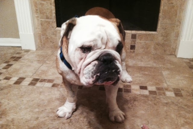 65+ Houston Bulldog Rescue Image - Bleumoonproductions