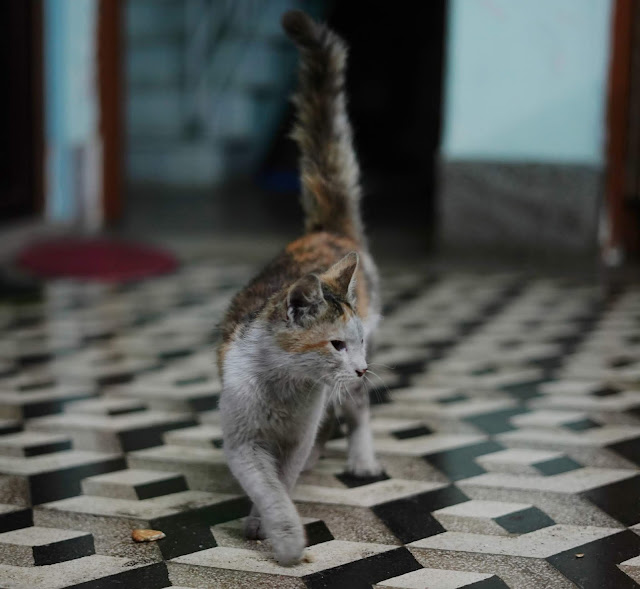 Sourajit Saha Pet Cat 9