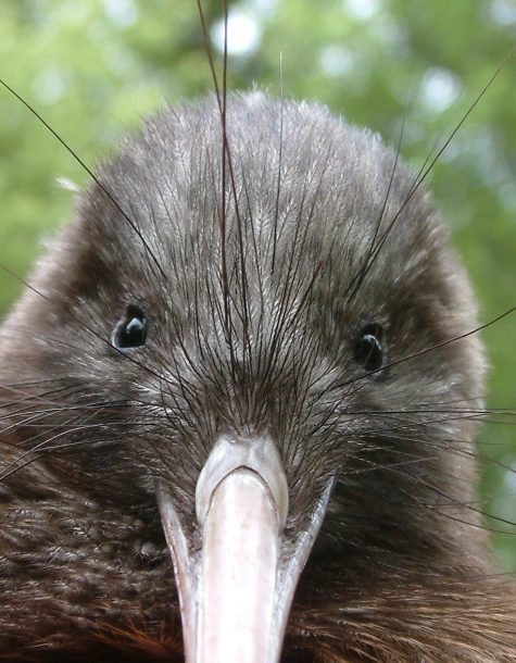 THE GRANDMA'S LOGBOOK-----: KIWI IN KAPITI ISLAND: THE ZEALANDERS NATIVE BIRDS