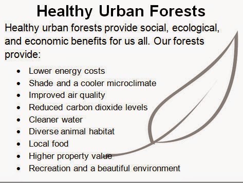 Healthy Urban Forests