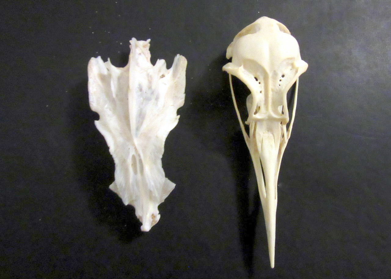 Largo baywatch fish skull