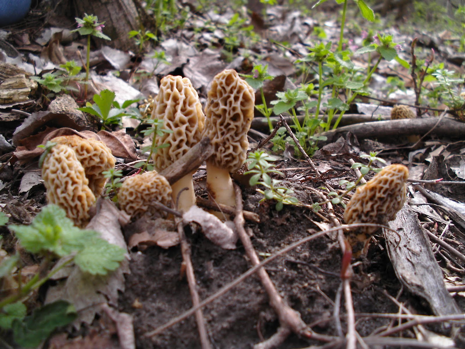 Mid Missouri Morels and Mushrooms Too Busy Picking to Post