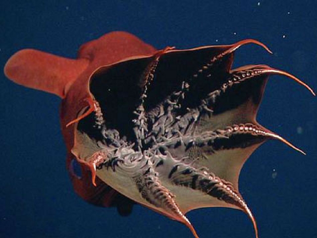 深海の動物 - 吸血イカ (Vampyroteuthis infernalis)