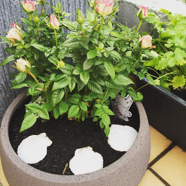 Fraulein Artischocke Juni 2016