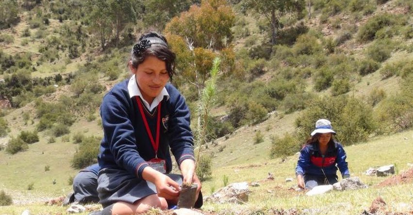 Escolares y comuneros de Junín siembran más de 2 mil pinos Escolares y comuneros de Junín siembran más de 2 mil pinos