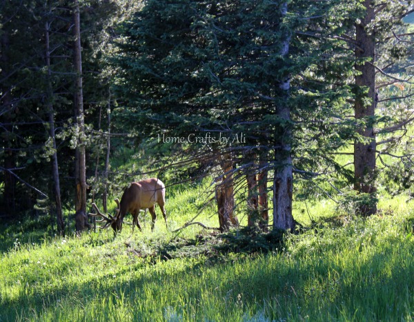 yellowstone national park grazing elk