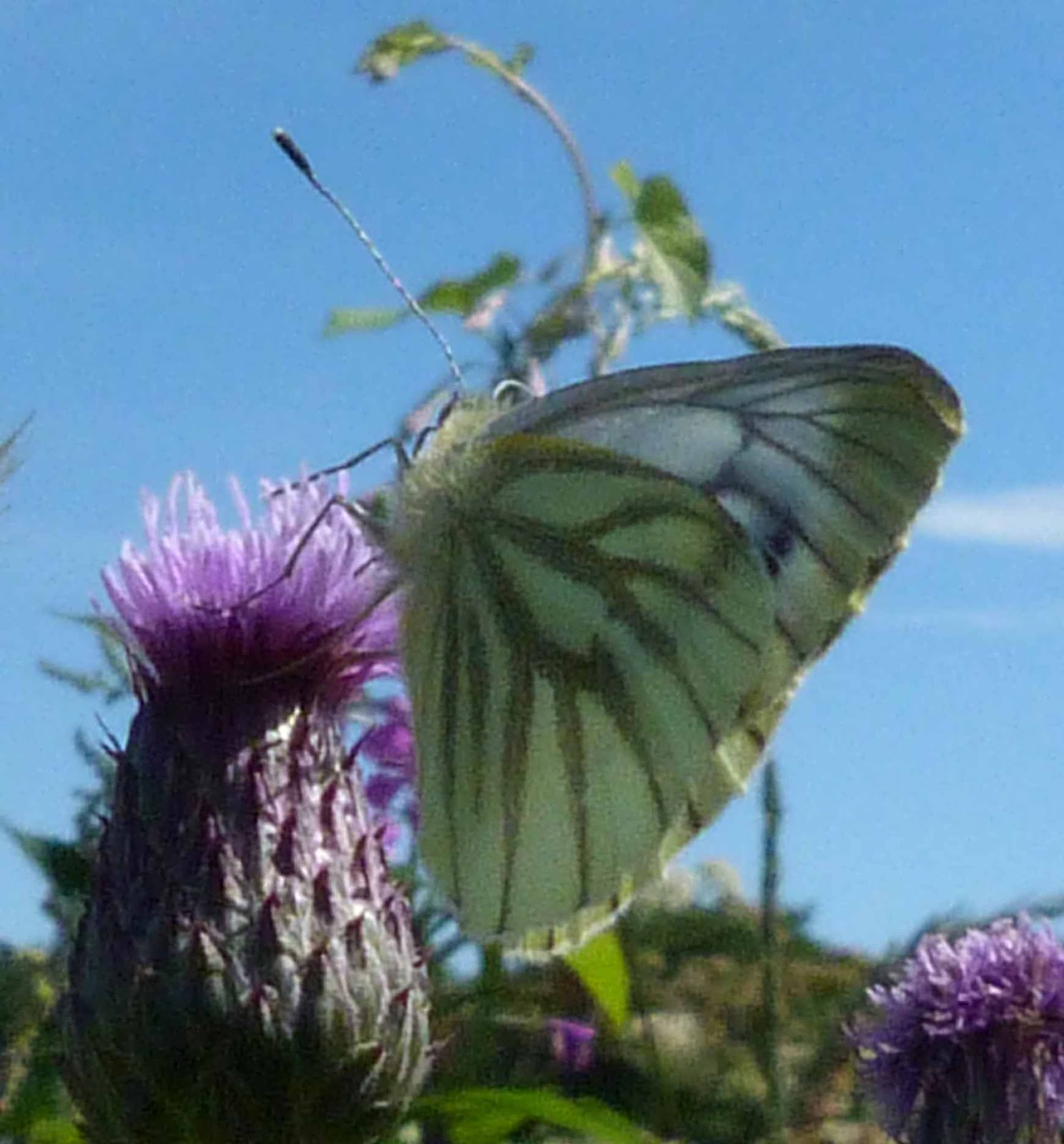 Butterfly Pictures Green Veined White Pieris Napi