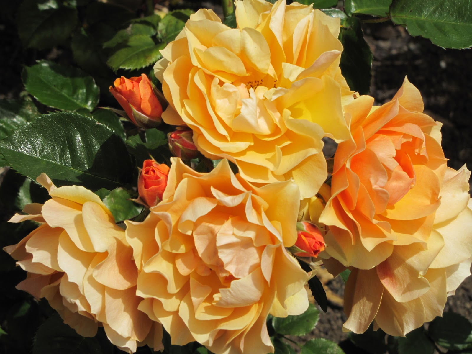 photographing New Zealand: peach roses